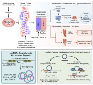 Humans have evolved invasive retroelements into defenders of their genome